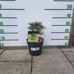 Dáždnikovec praslenovitý (Sciadopitys Verticillata) ´GREEN DIAMOND´ - japonská borovica – výška: 25-35 cm, kont. C3L (-29°C)